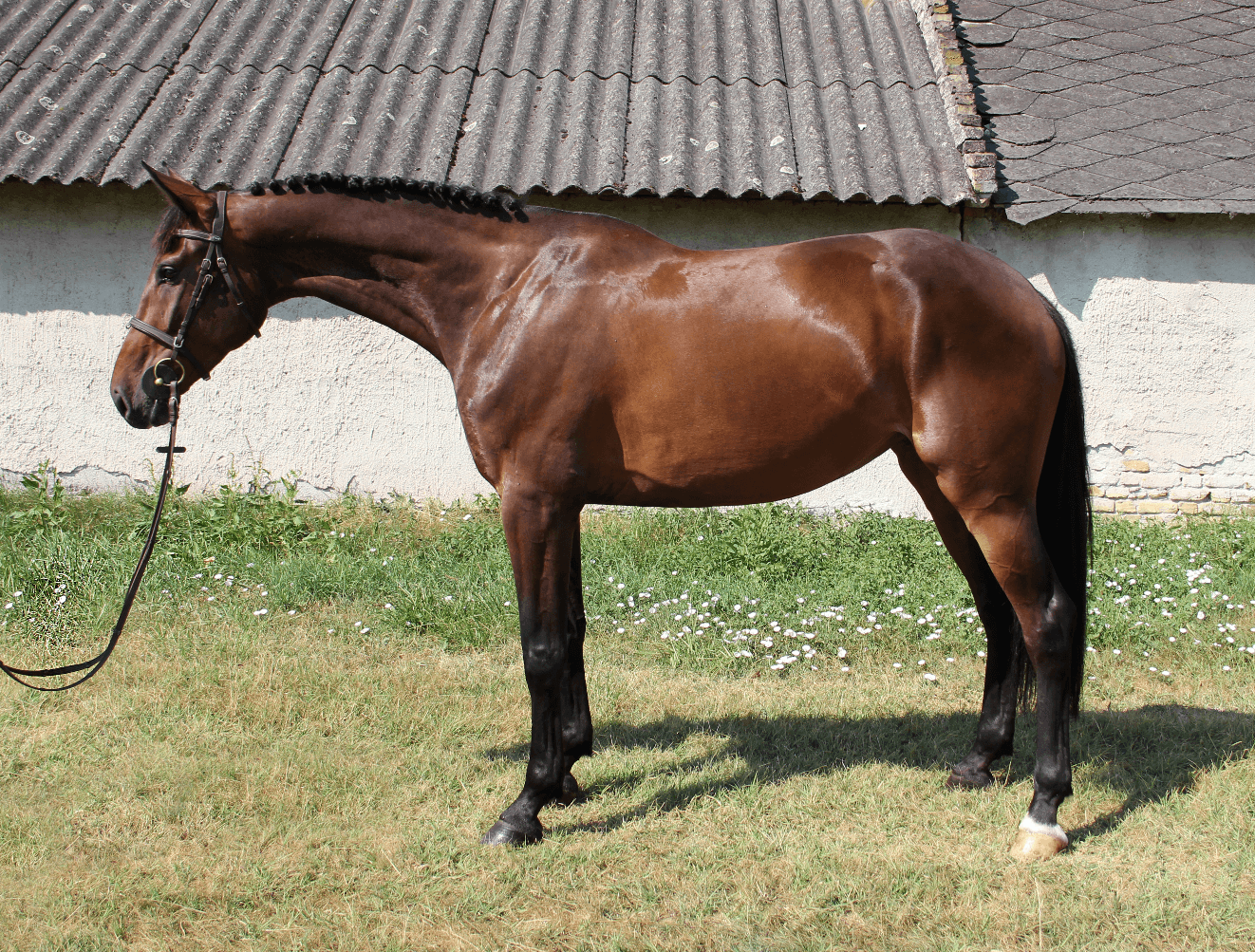 Casallco Da Ragazza MT Z – Díjugrató lovak – Makay Horse Casallco Da Ragazza MT Z – Díjugrató lovak – Makay Horse